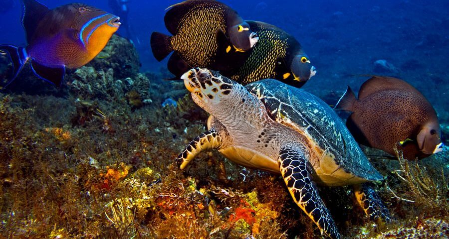 Palancar Reef Cozumel Mexico