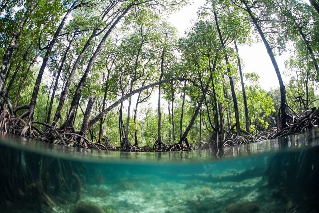 mangrove forest raja ampat